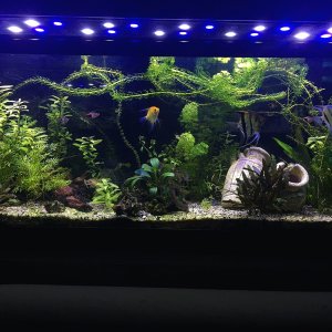 Aquí os dejo mi acuario!!!