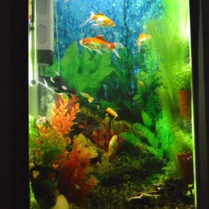 Acuario empotrado en pared 50x100x20
