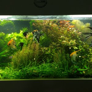 Mi acuario de 200L. High tech y falto de poda