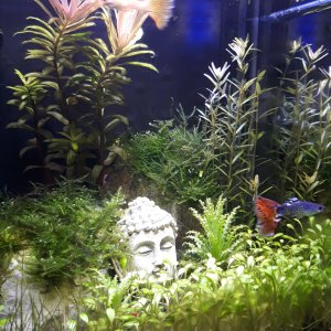 Nano 9 lts