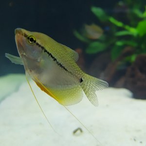 Gurami perla