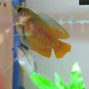 Colisa laila macho