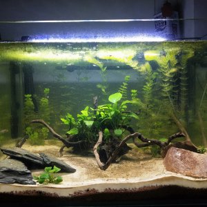 Mi acuario
