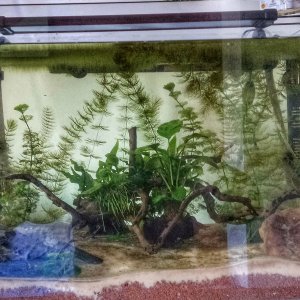 Acuario con luz natural