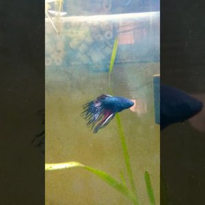 Betta Splendens en su nuevo hogar