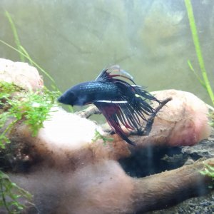 Betta Splendens crowntail
