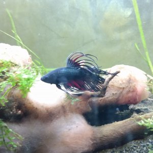 Betta Splendens crowntail