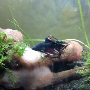 Betta Splendens crowntail