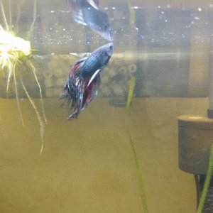 Betta Splendens crowntail