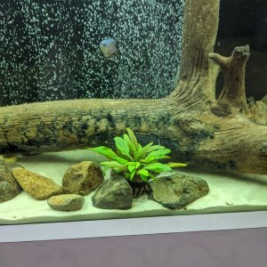 Aqui mi acuario 200L en su dia 35