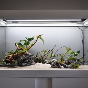 Mi primer acuario de 126 litros