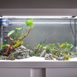 Mi acuario de 126 litros