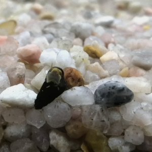 Cría de caracol conejo