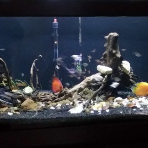 Mi nuevo diseño. Acuario com 1200 litros