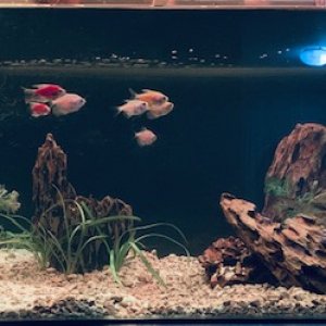 Acuario de 100L con peces monjita transgenicos