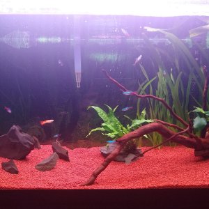 Acuario de 100 litros.