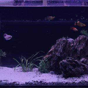 Acuario