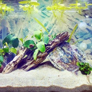 Nuevo acuario :)