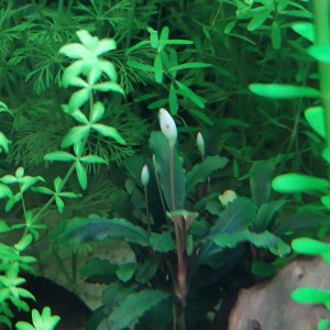Bucephalandra Theia Red