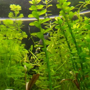 Rotala Bonsái