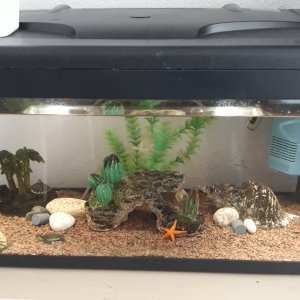Acuario 40L Guppys y neones