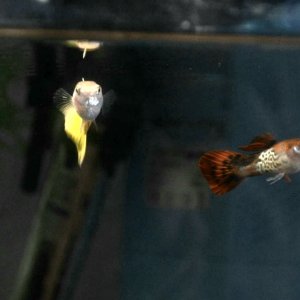 Guppys en la Oscuridad