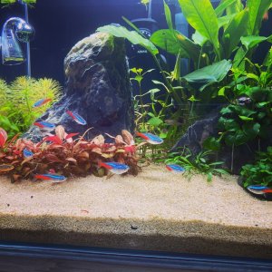 Acuario de 2 meses