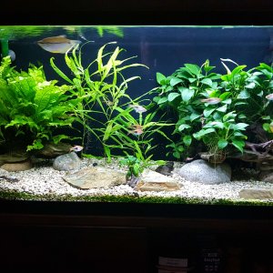 Acuario 100l