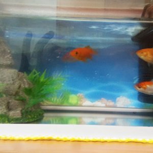 Mis pequeñines