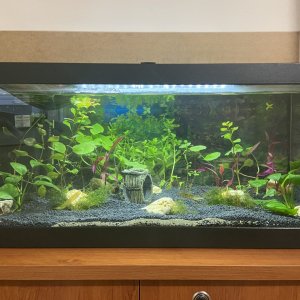 Acuario 40 litros