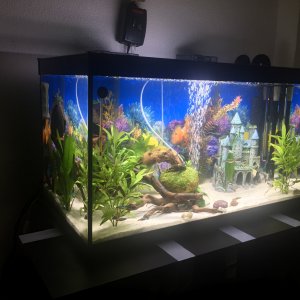 Aquatlantis de 4 meses