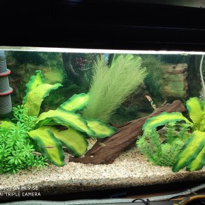 Eheim 125L