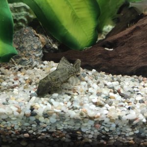 Ancistrus?
