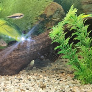 Pleco mariposa
