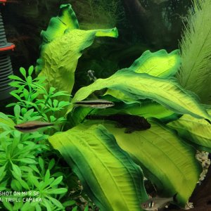 zorro volador, tetras super blue, ancistrus, tetras fantasma
