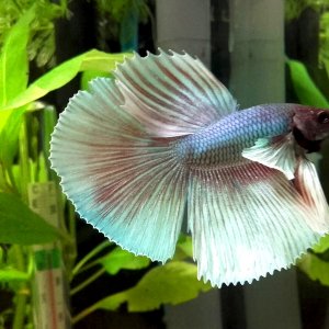 Betta Halfmoon Dumbo Siamese