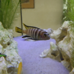 Acuario con ciclidos