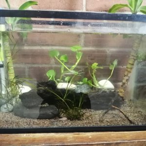 Este es mi acuario