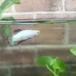 La betta