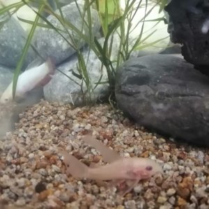 Betta con 3 corydoras