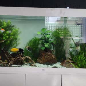 Juwel RIO 350L