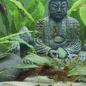 Pleco