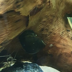 Caracol