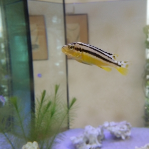 Acuario con ciclidos