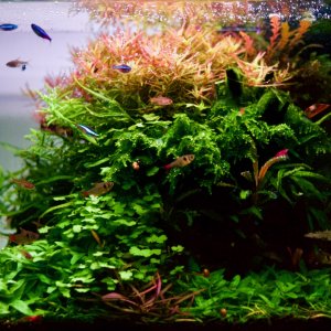 Mi acuario de Cory y sus amigos.