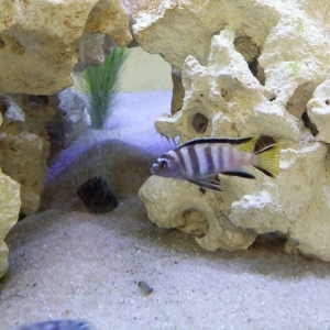 Acuario con ciclidos