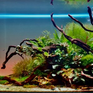 Mi nuevo acuario de 60cm retocado.