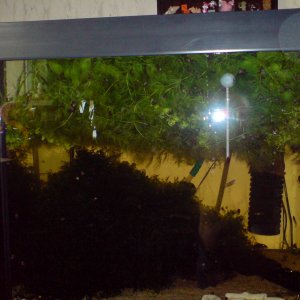 150 l. con anguilas espinosas