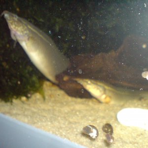 Macrognathus Siamensis, en casa desde Octubre 2020