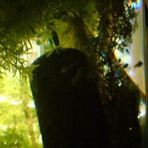 Corydoras Hastatus